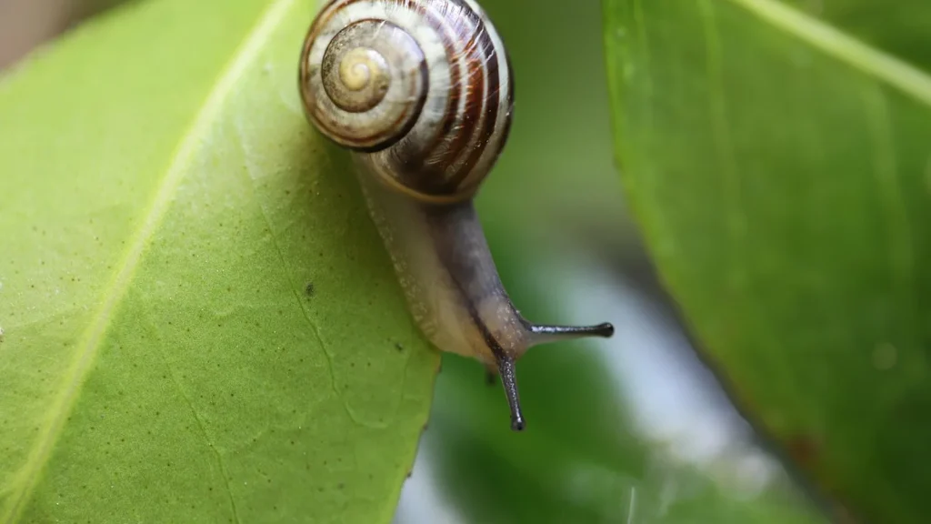 A small snail crawling near an open jar of face cream, symbolizing snail mucin skincare.