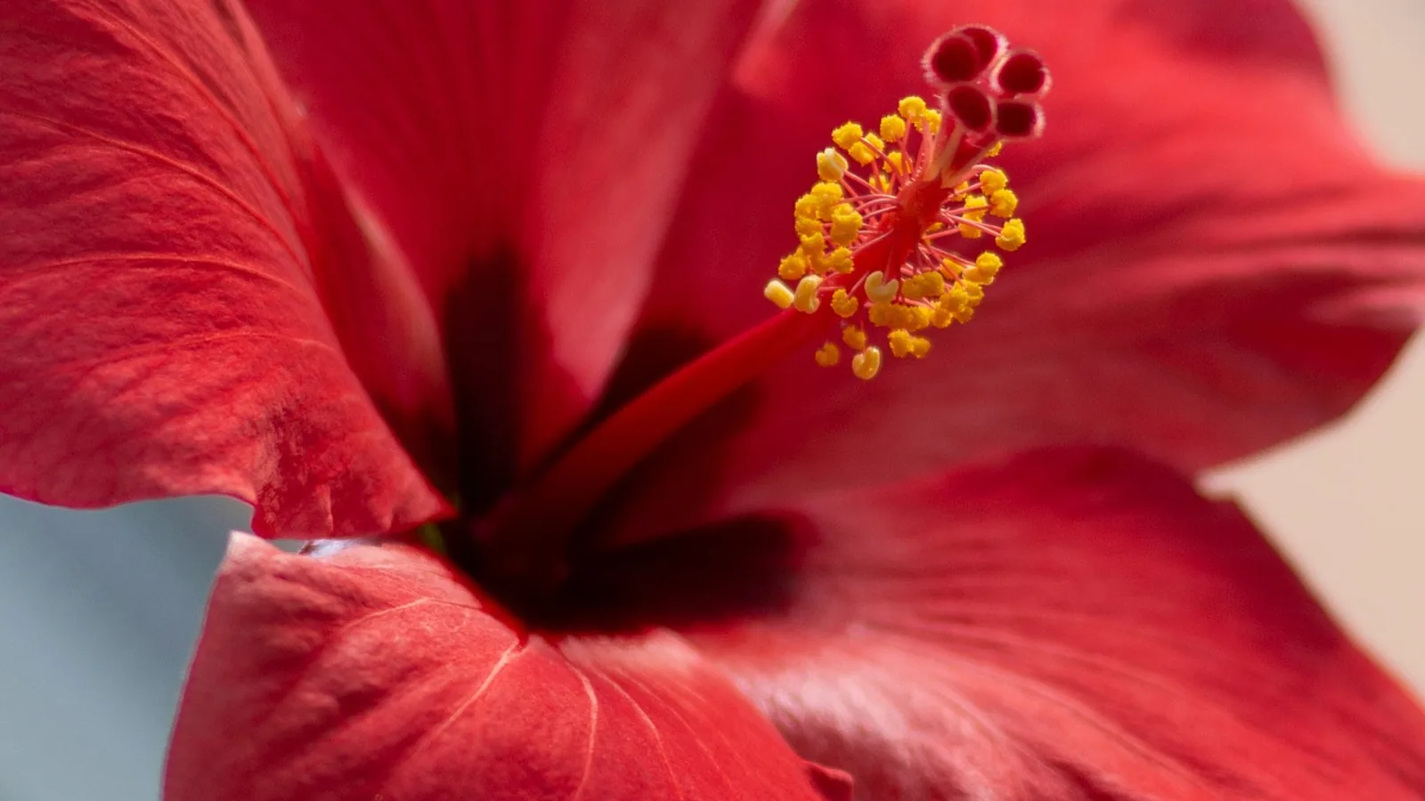Serum przeciwzmarszczkowe z hibiskusem Argile Provence: poradnik