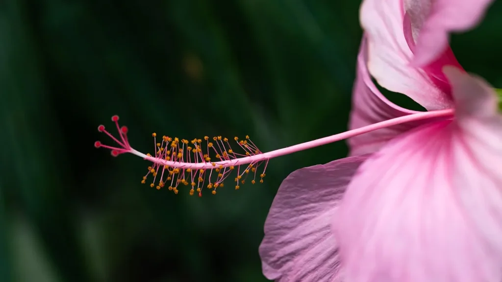 A dropper serum bottle beside a red hibiscus flower on a light surface.