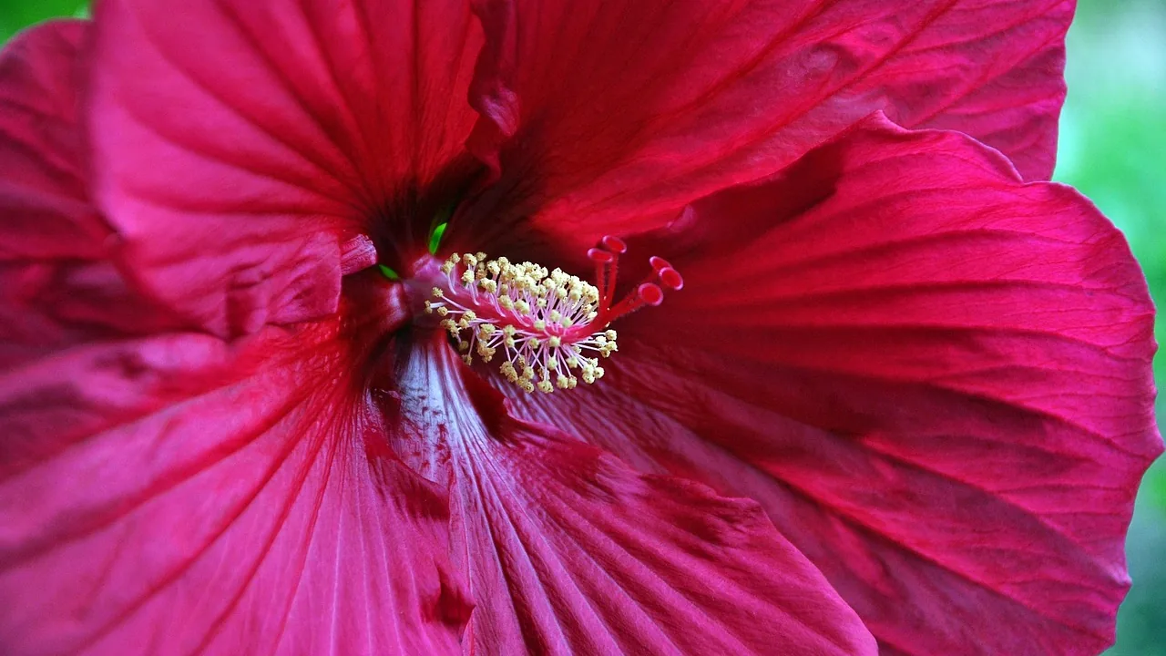 Ziołowy tonik do twarzy: hibiskus i inne rośliny w pielęgnacji