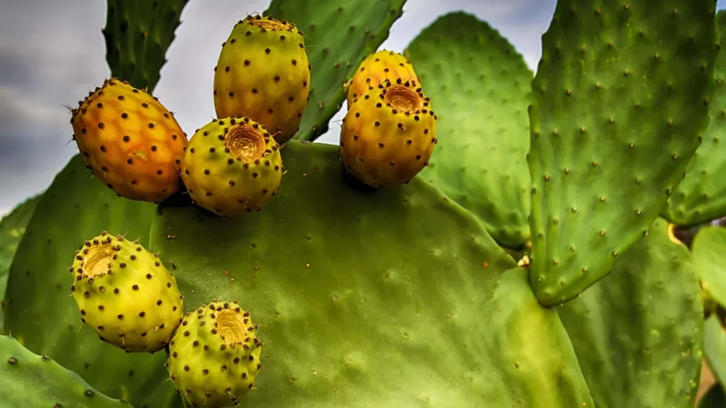 A small bottle of prickly pear seed oil next to red cactus fruit and paddles.