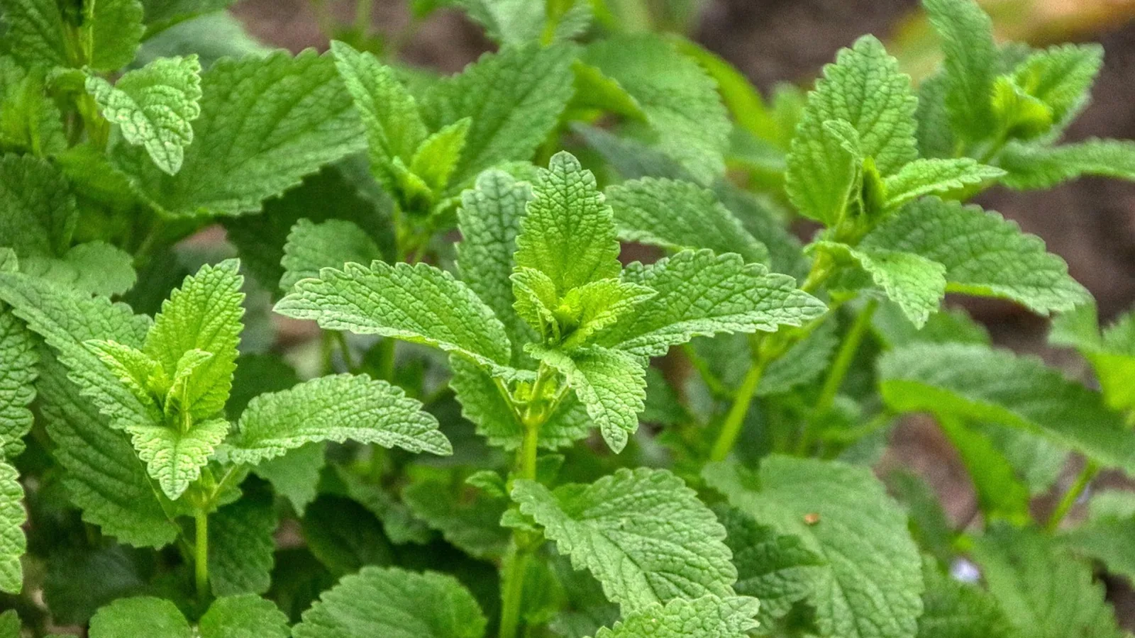 Hydrolat z melisy Bioline: ukojenie dla cery suchej i podrażnionej