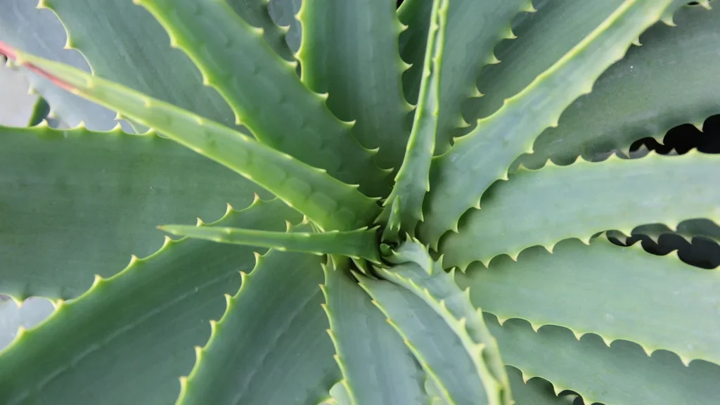 Organic skincare bottles arranged with aloe vera leaves and prickly pear fruit.