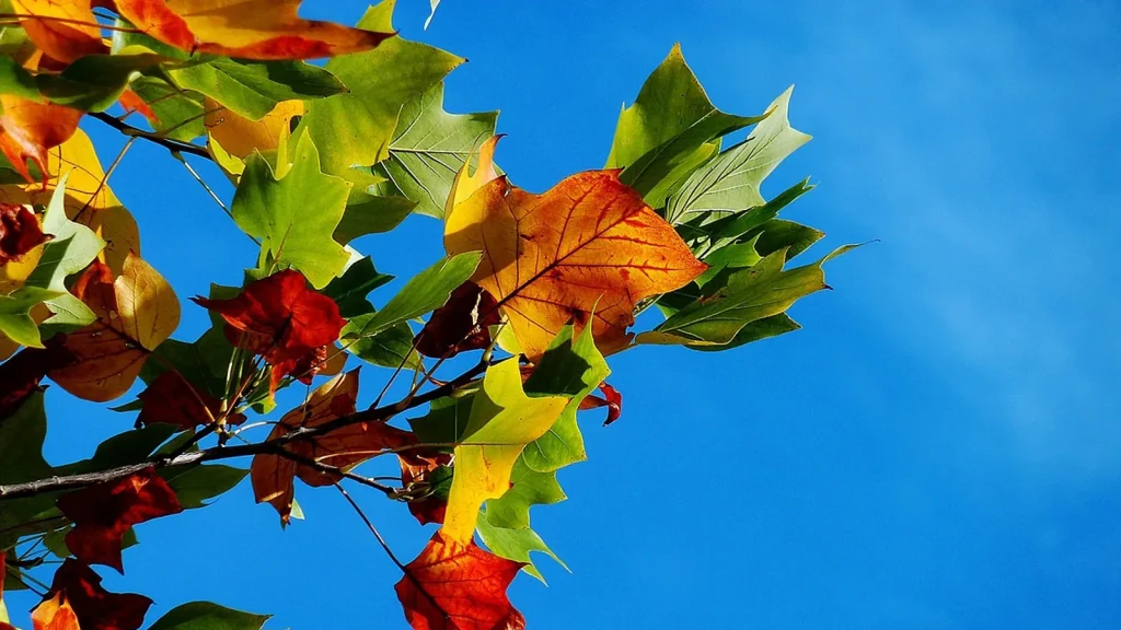 Facial skincare products arranged among autumn leaves with a woman applying cream.