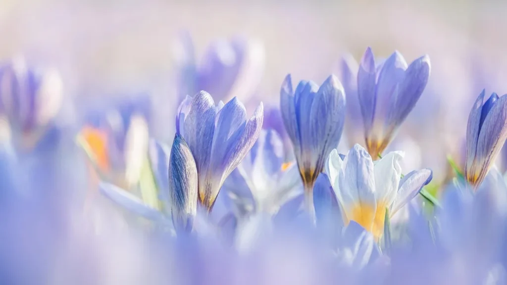 Light skincare bottles and a serum arranged among fresh spring flowers.